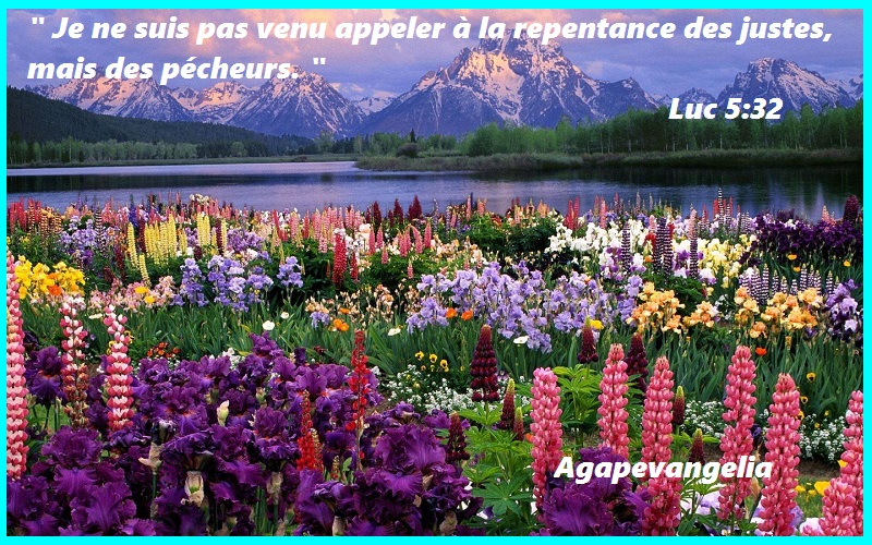 magnifique-paysage-de-fleurs-2560x1600